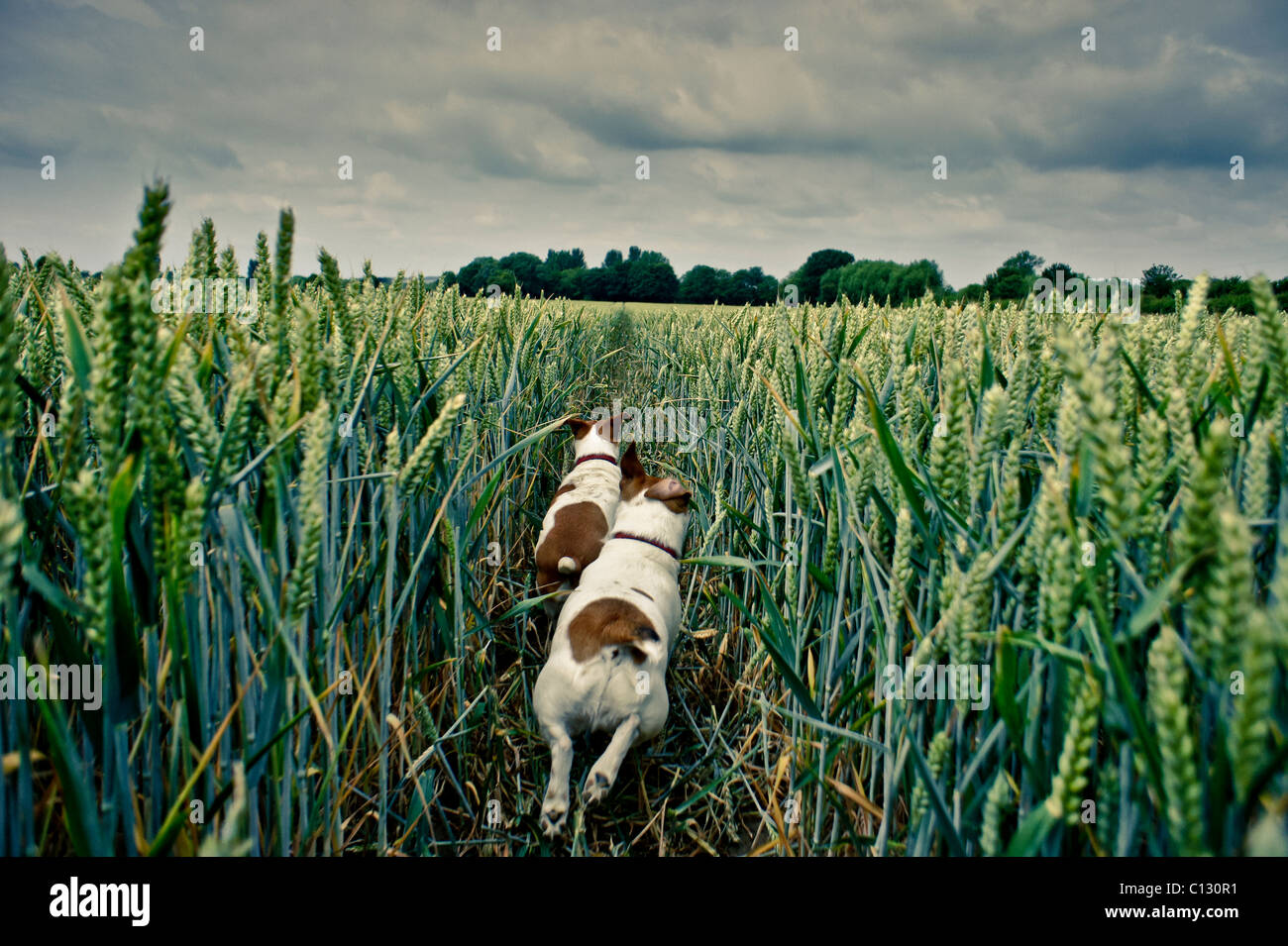 Two dogs running through a field of wheat Stock Photo, Royalty Free Image 35101893 Alamy