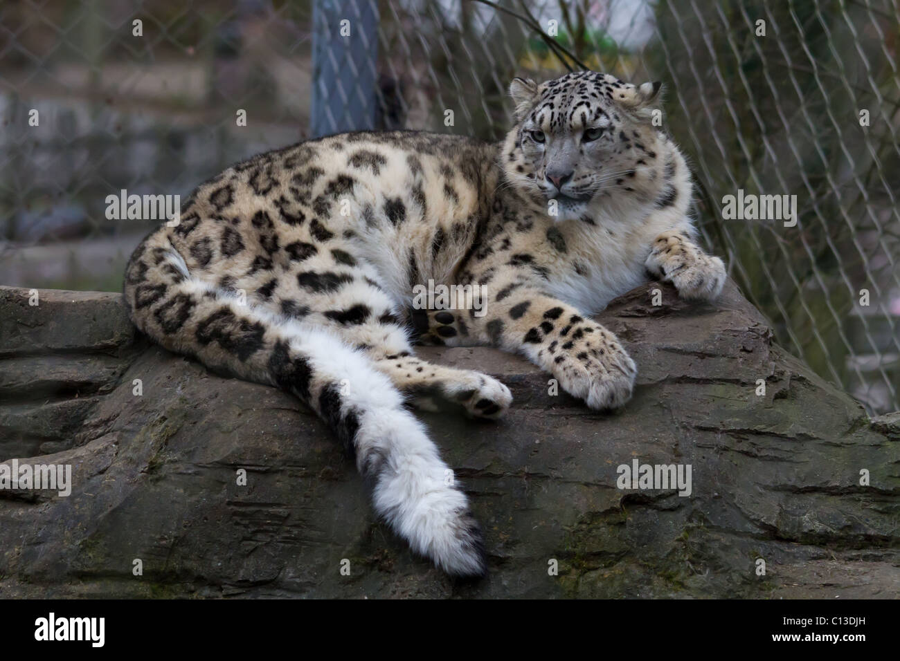 A snow leopard lying down on a rock. Taken at Marwell Wildlife Zoo
