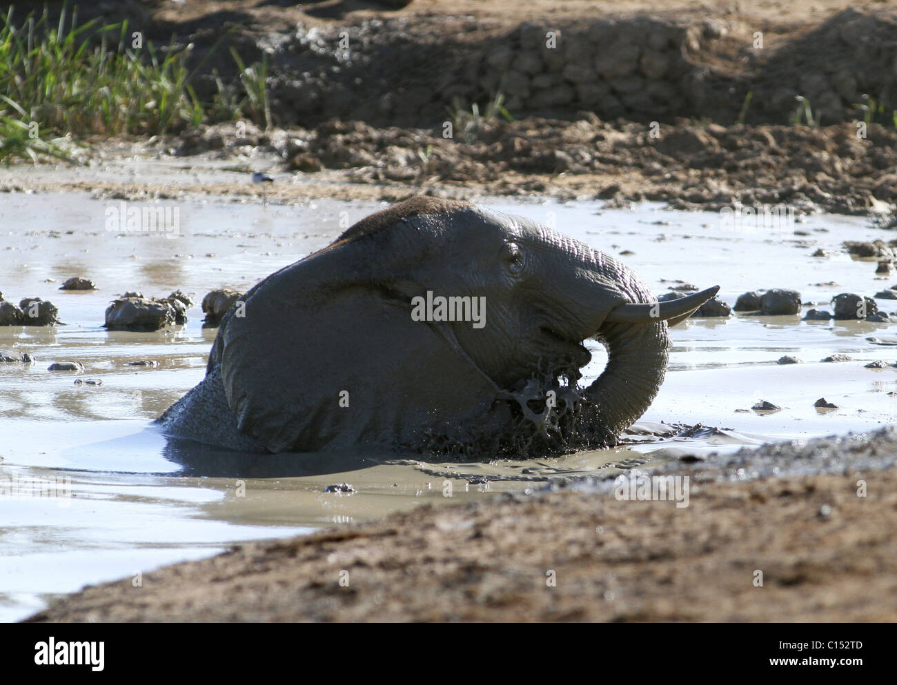 MUDDY ELEPHANT IN WATERHOLE ADDO SOUTH AFRICA ADDO NATIONAL PARK