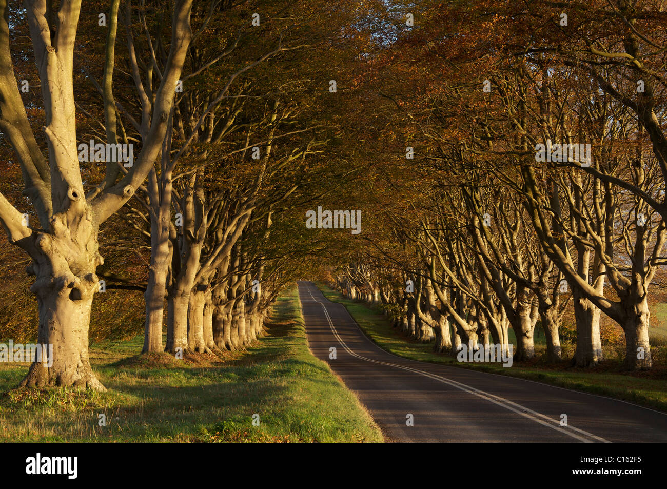 A Beautiful Avenue Lined With Ancient Beech Trees Bathed In Autumn