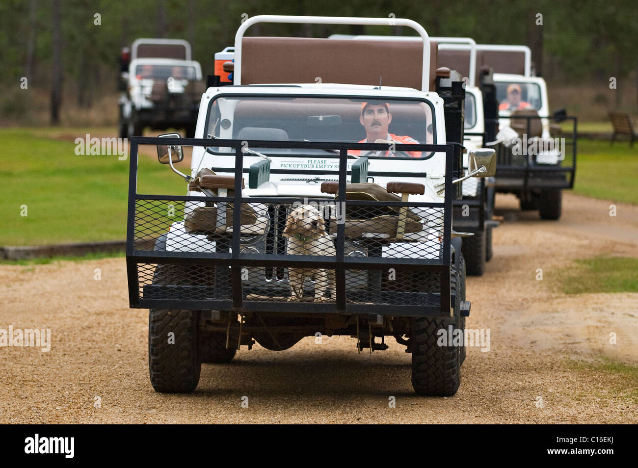 Hunting Rigs Lining up to pick up Hunters prior to Bobwhite Quail Stock