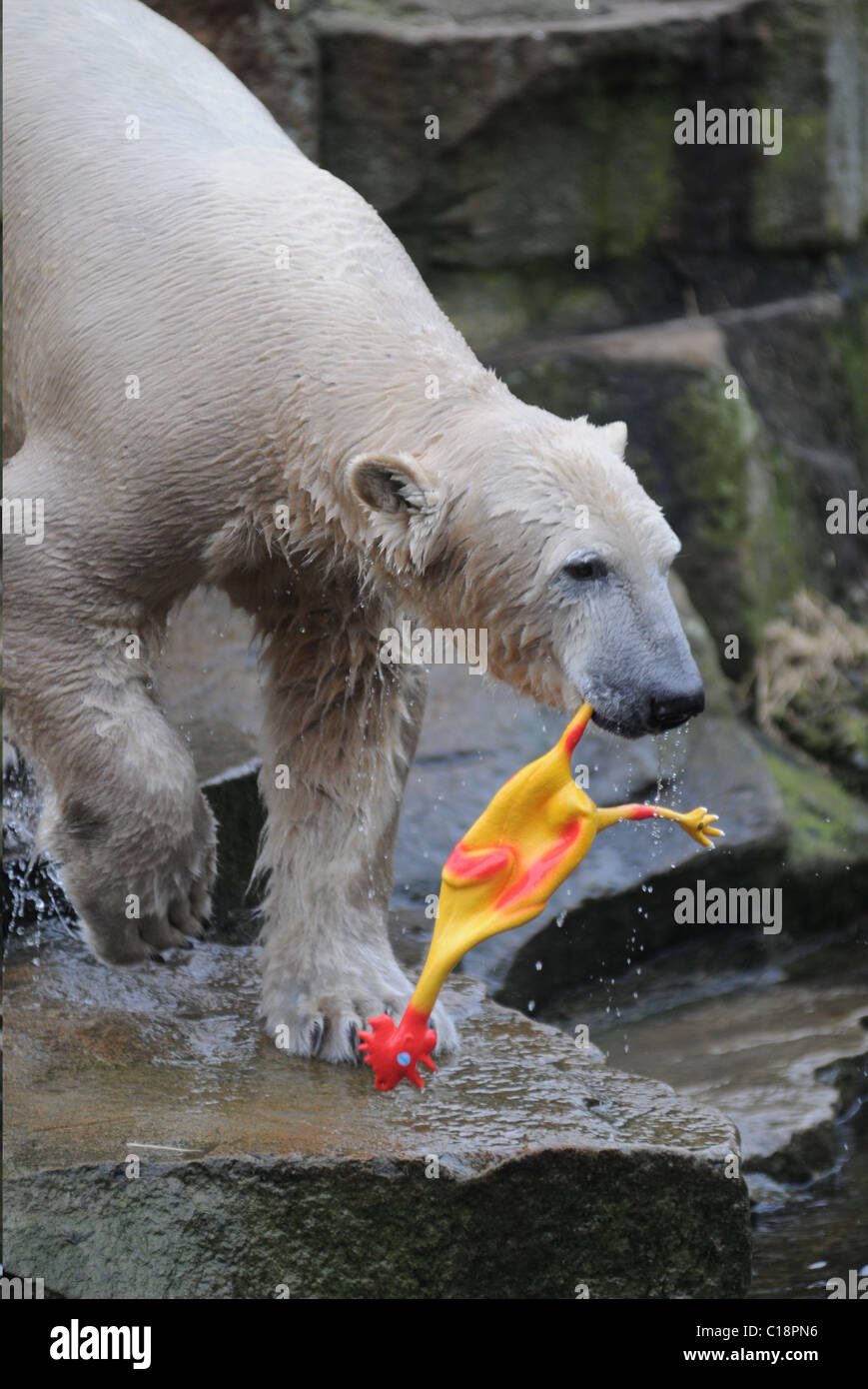 famous-polar-bear-knut-got-a-new-toy-a-r