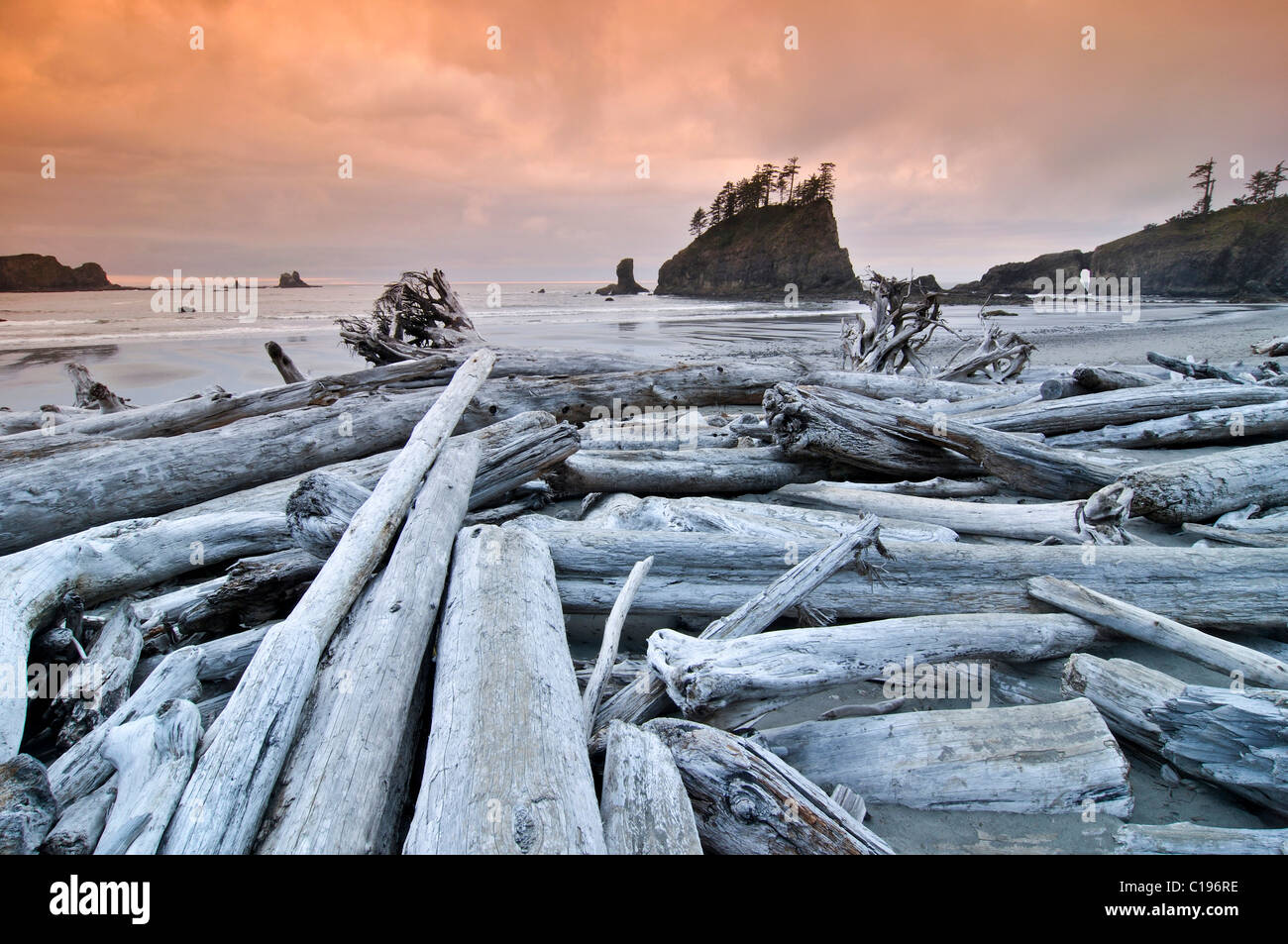 Tree Trunks Washed Up On The Beach Rialto Beach Mora Olympic