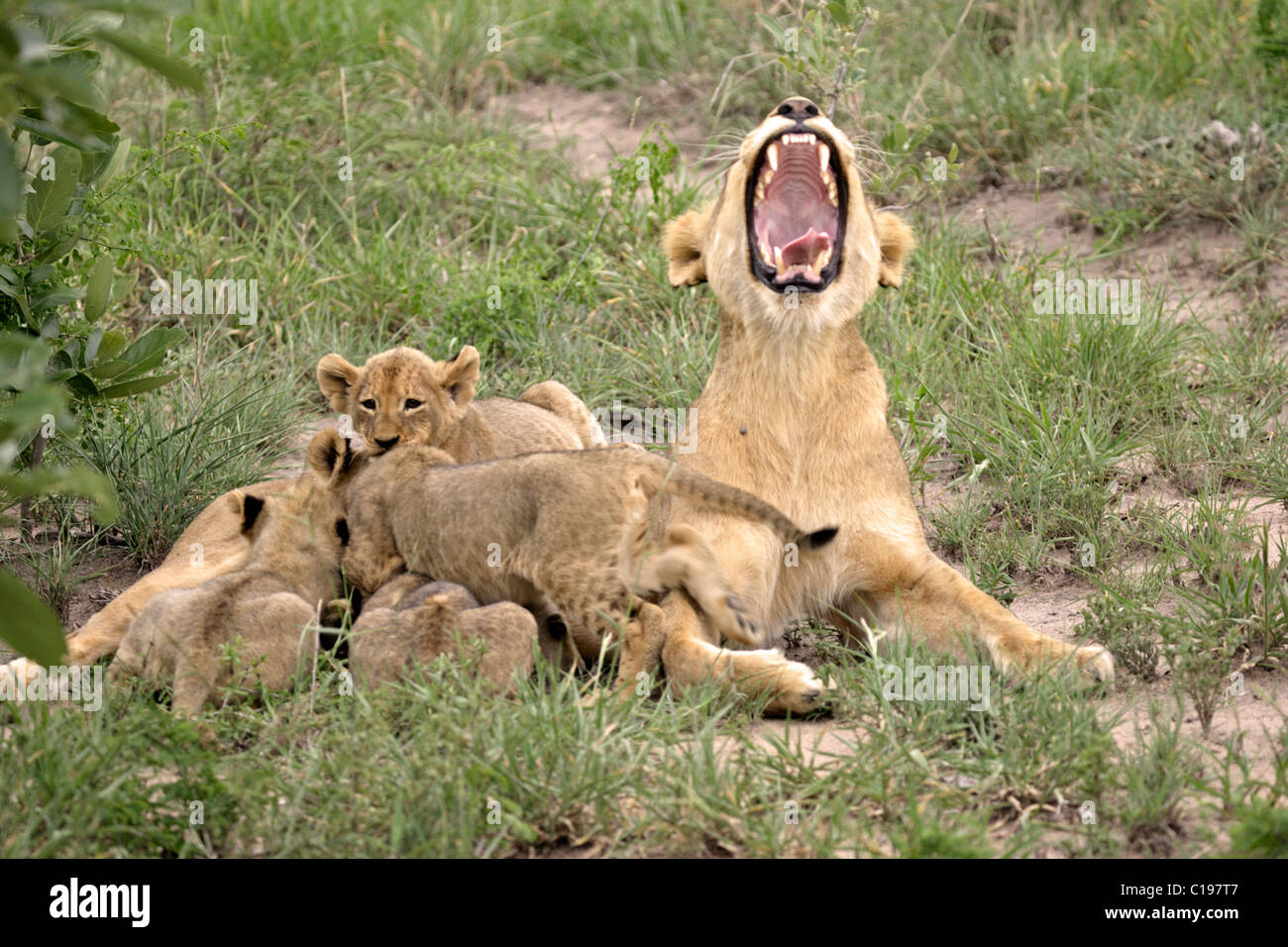 Female Lion Panthera Leo Sabi Sand Game Reserve Hi Res Stock