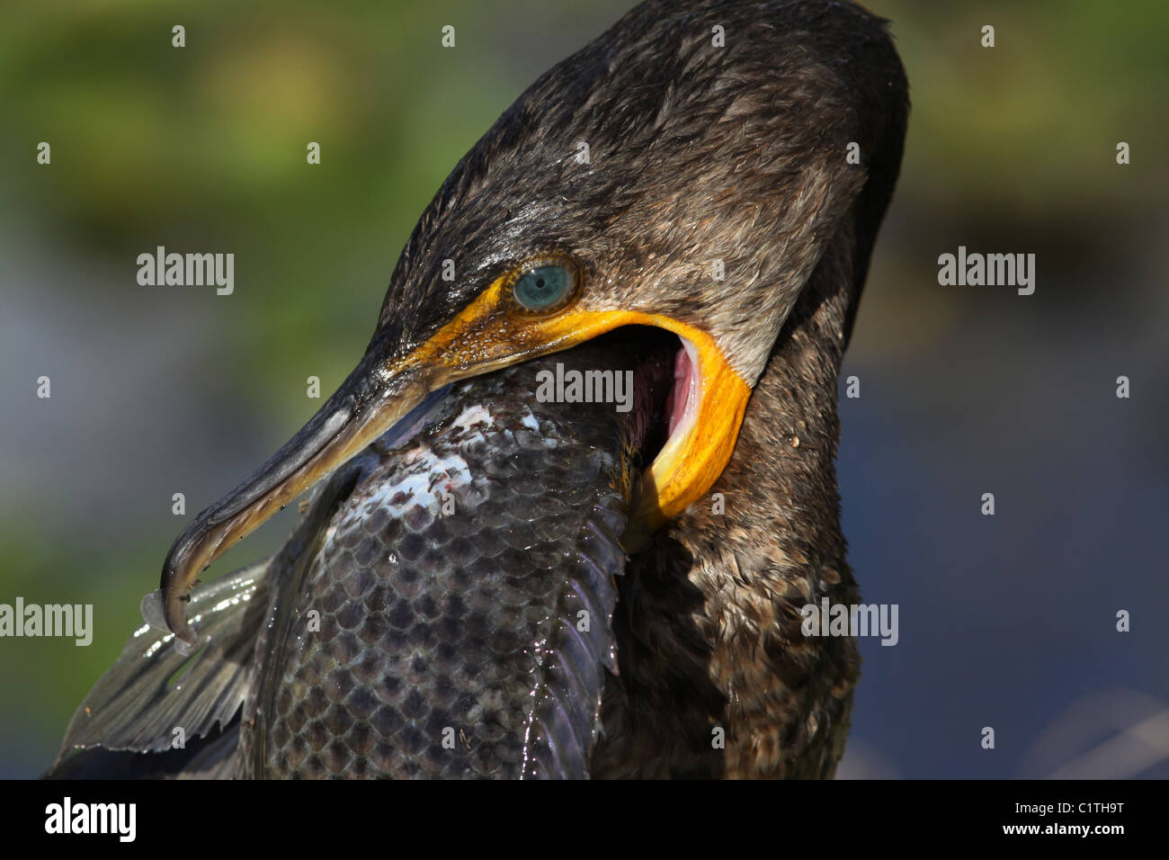 Double crested Cormorant eating fish Anhinga Trail Everglades Stock