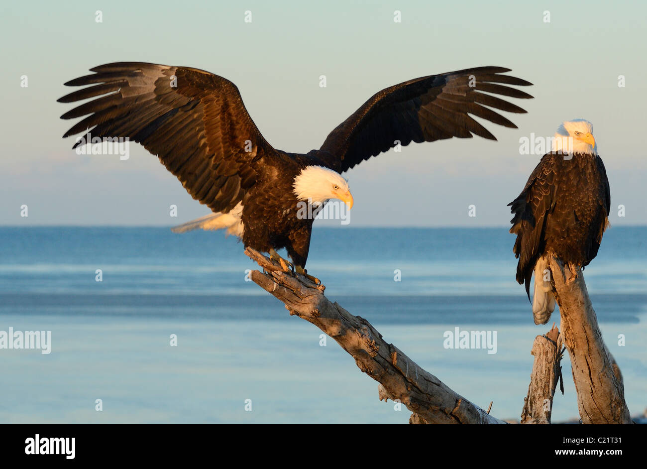 Two Bald Eagles, one sitting on a tree trunk and one coming in Stock