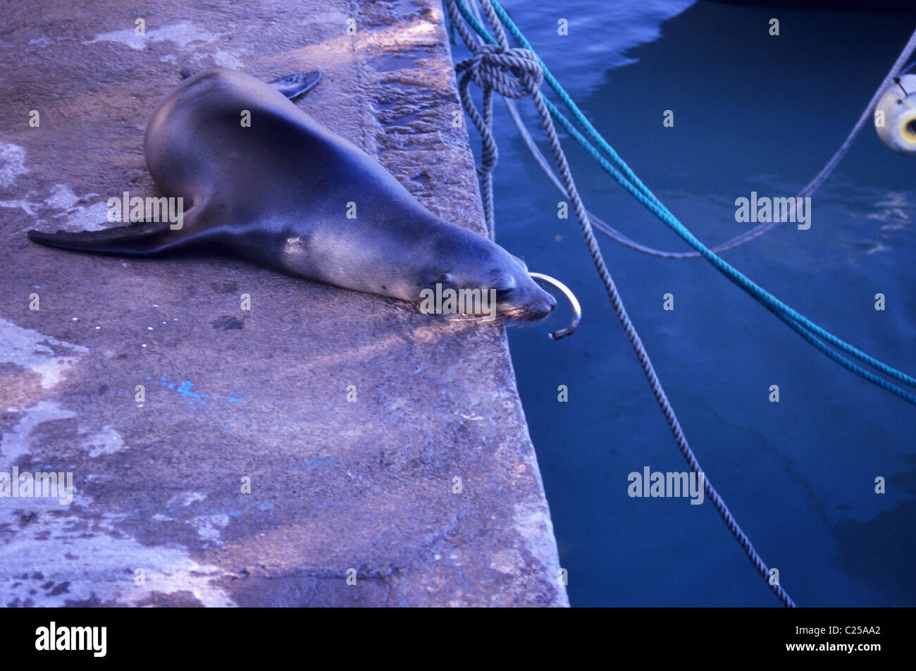 Puerto Ayora Fish Market Galapagos Hi Res Stock Photography And Images