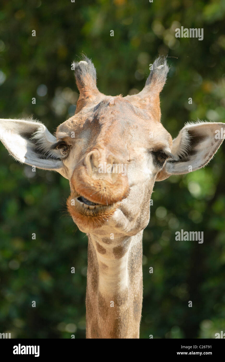 Funny Giraffe Portrait Giraffa Camelopardalis Stock Photo Alamy