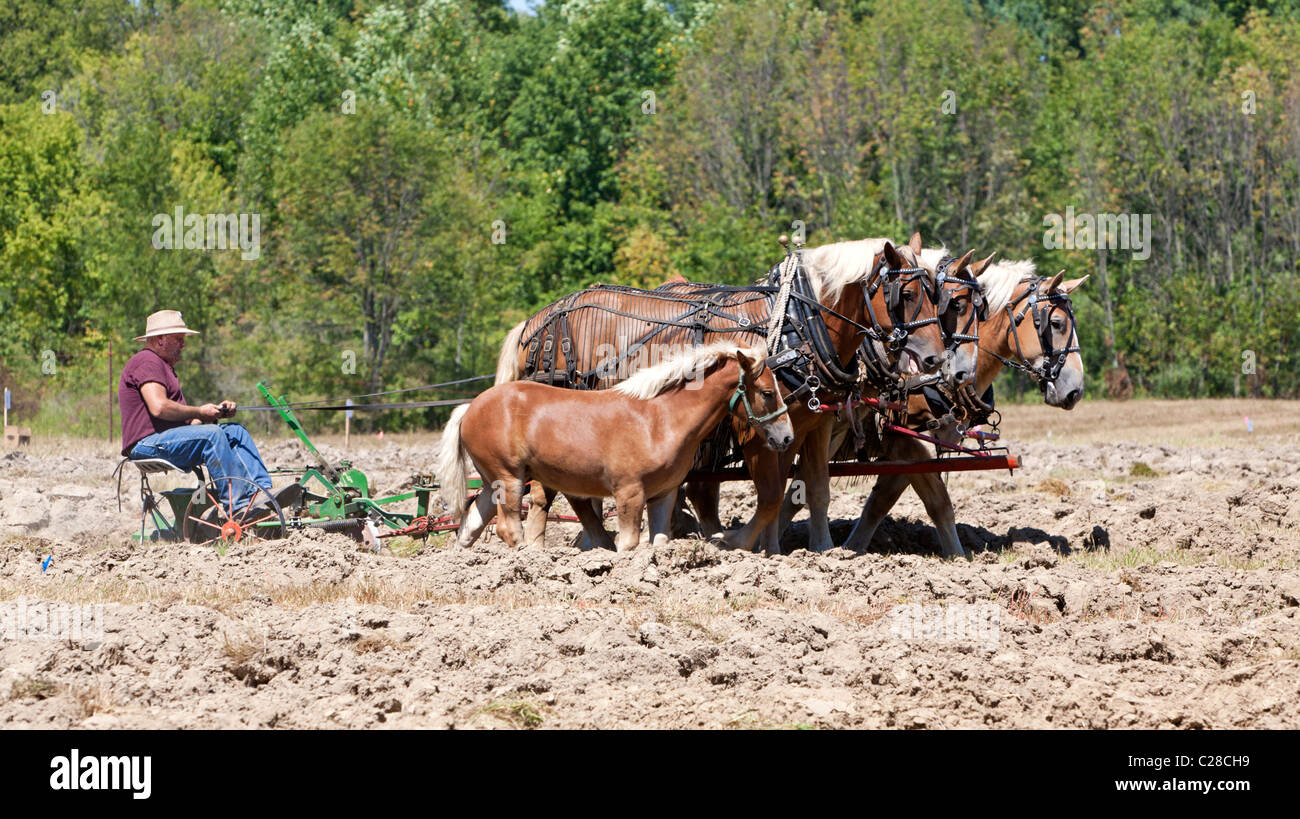 Draft horses plowing a field Stock Photo, Royalty Free Image 35835557