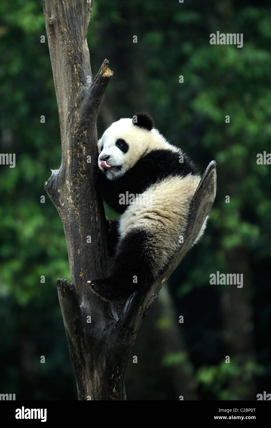 Baby Panda Up A Tree At Bifengxia Panda Base In Yaan Sichuan Province