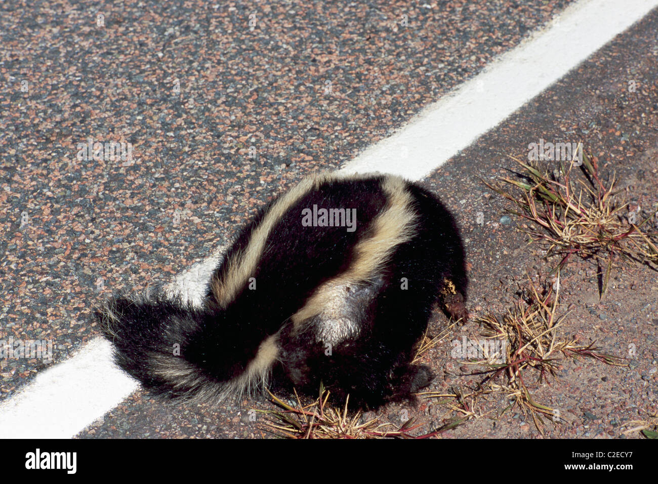 Road Kill, Roadkill Body of Dead Skunk (Mephitis mephitis), Animal