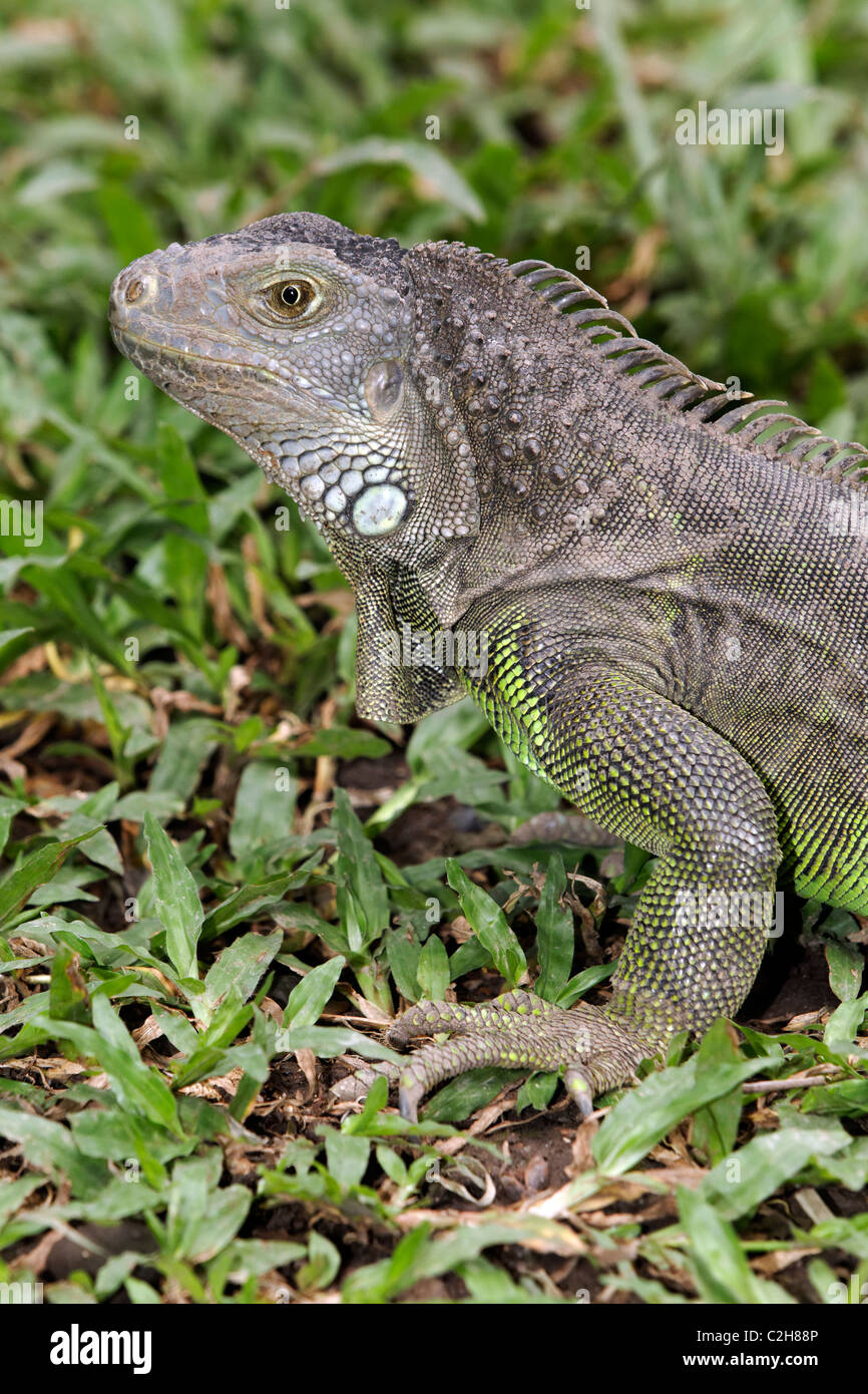 iguana indonesia