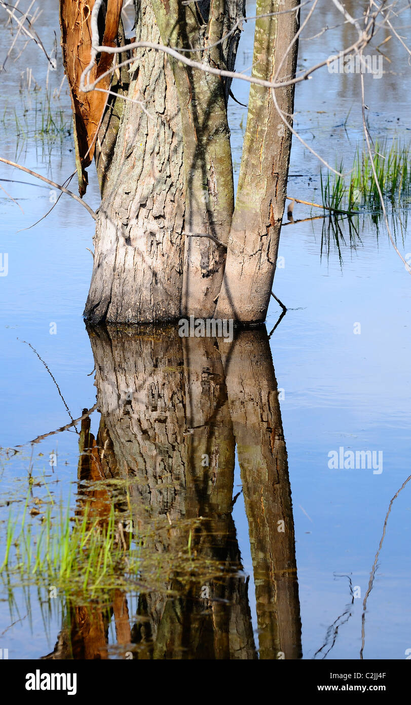 Reflection Of Tree Trunk In A Wetland Ecosystem Stock Photo Alamy