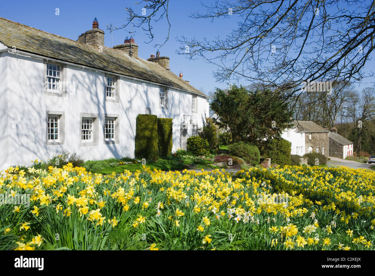 Askham with daffodils, Lake District National Park, Cumbria, UK Stock