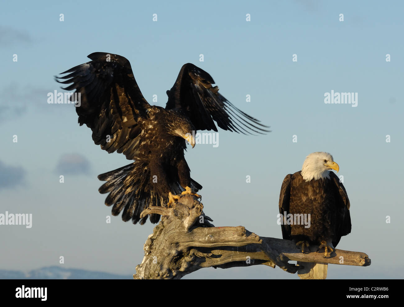 Bald Eagles sitting on dead tree trunk, near to landing and flying