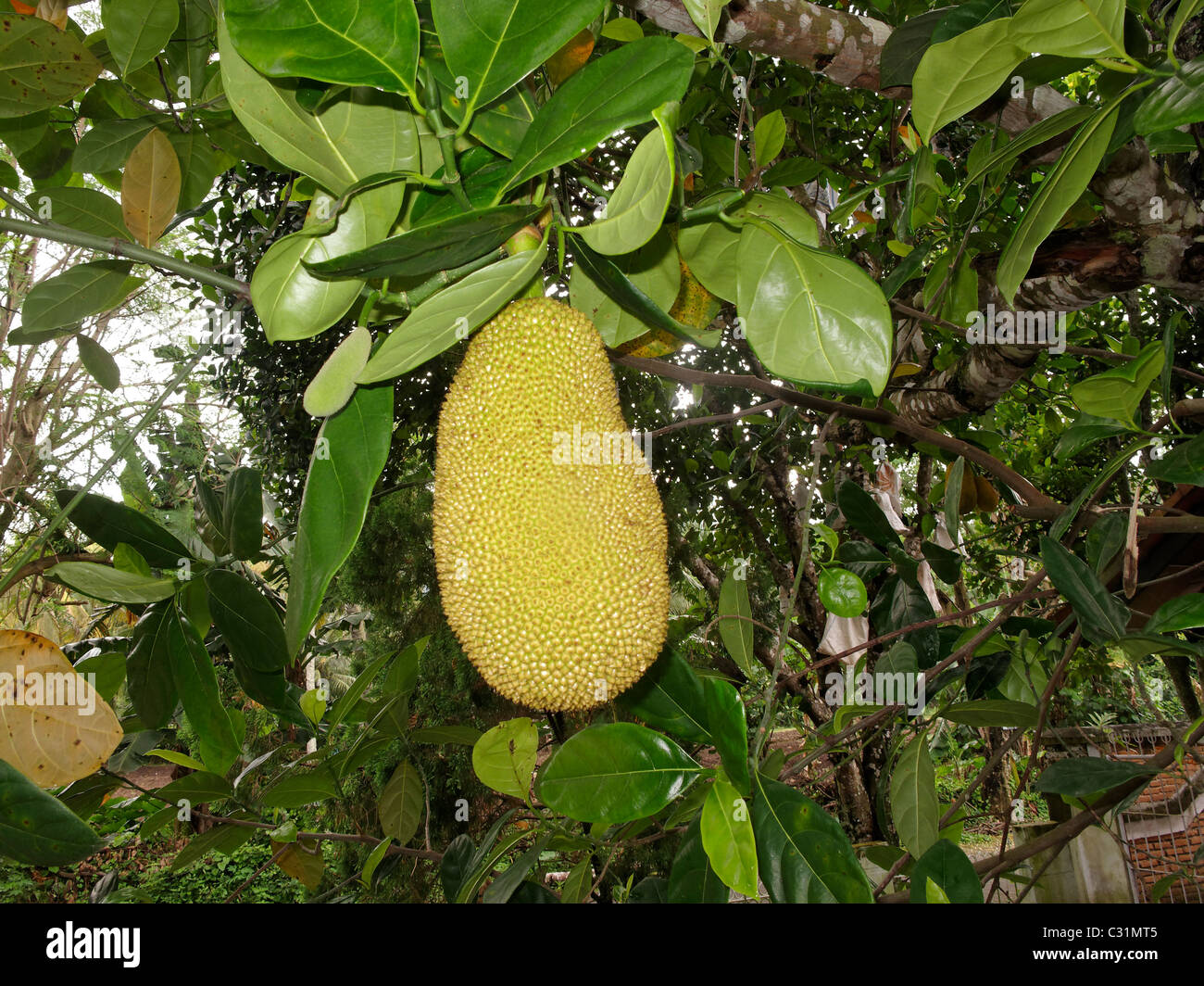 jackfruit largest tree borne fruit An official announcement on giving the largest tree borne fruit that is known the aim is to promote the 'kerala jackfruit' as a brand in markets. jackfruit largest tree borne fruit An official announcement on giving the largest tree borne fruit that is known the aim is to promote the 'kerala jackfruit' as a brand in markets.