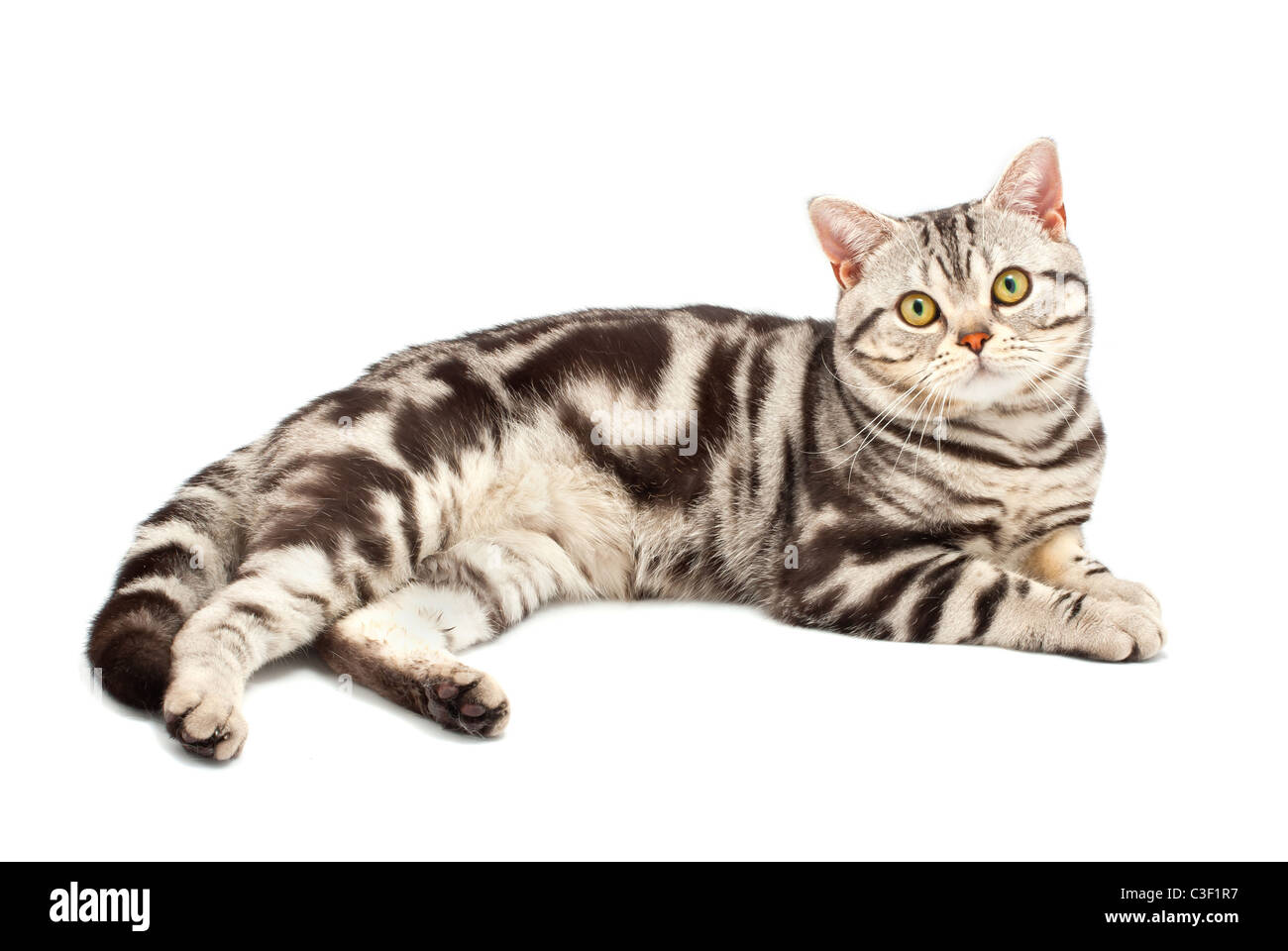 American Shorthair Cat On White Stock Photo Royalty Free Image