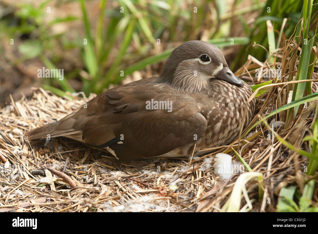 duck on nest Stock Photo, Royalty Free Image 36617226 Alamy