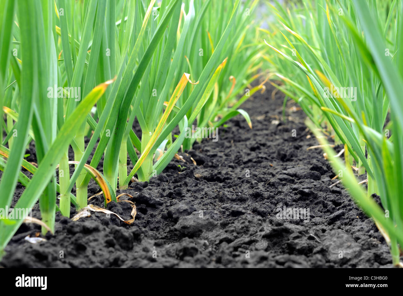 garlic plantation Stock Photo 36646960 Alamy