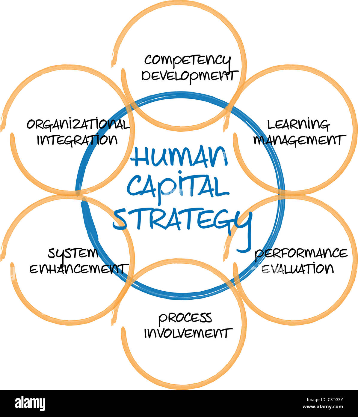 Human capital business diagram management strategy whiteboard sketch