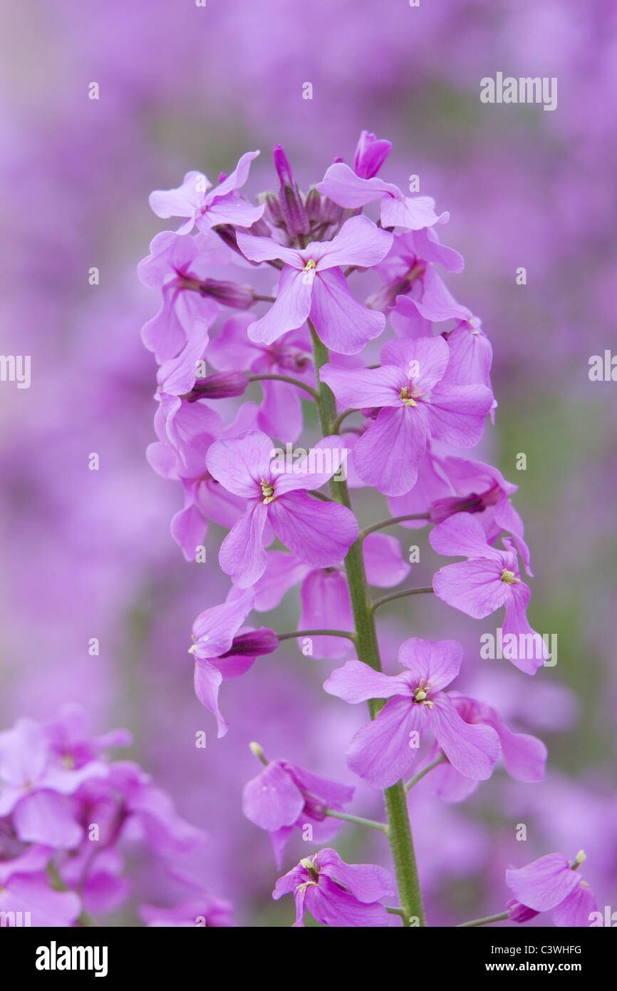 Hesperis Matronalis Sweet Rocket Dame S Violet Stock Photo Alamy