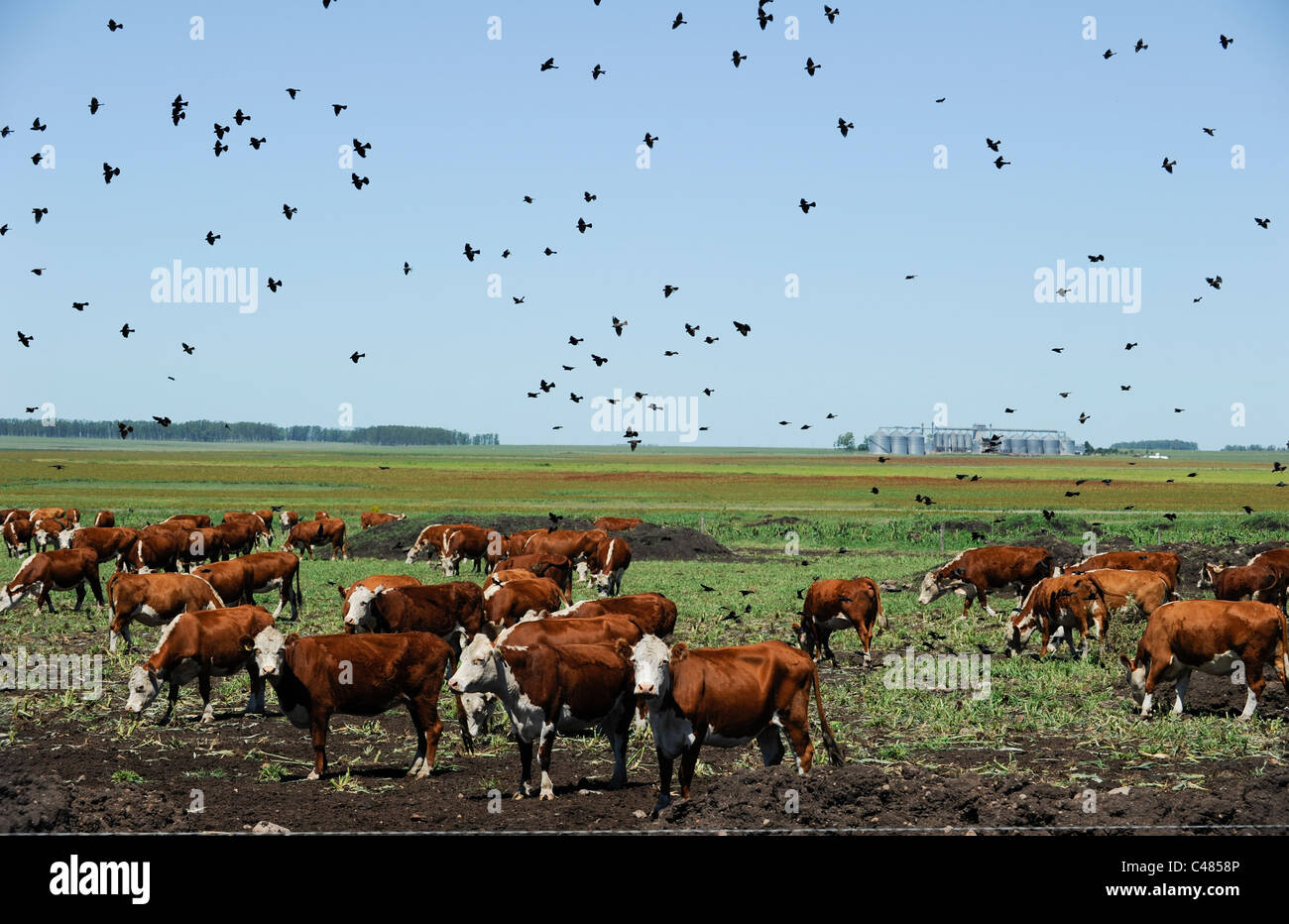 URUGUAY agriculture and livestock , cow cattle in feed lot Stock Photo