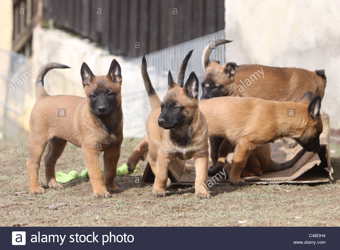 Belgischer Schaeferhund, Welpen, Malinois, Belgian Shepherd Dog Stock Photo 37065648 Alamy