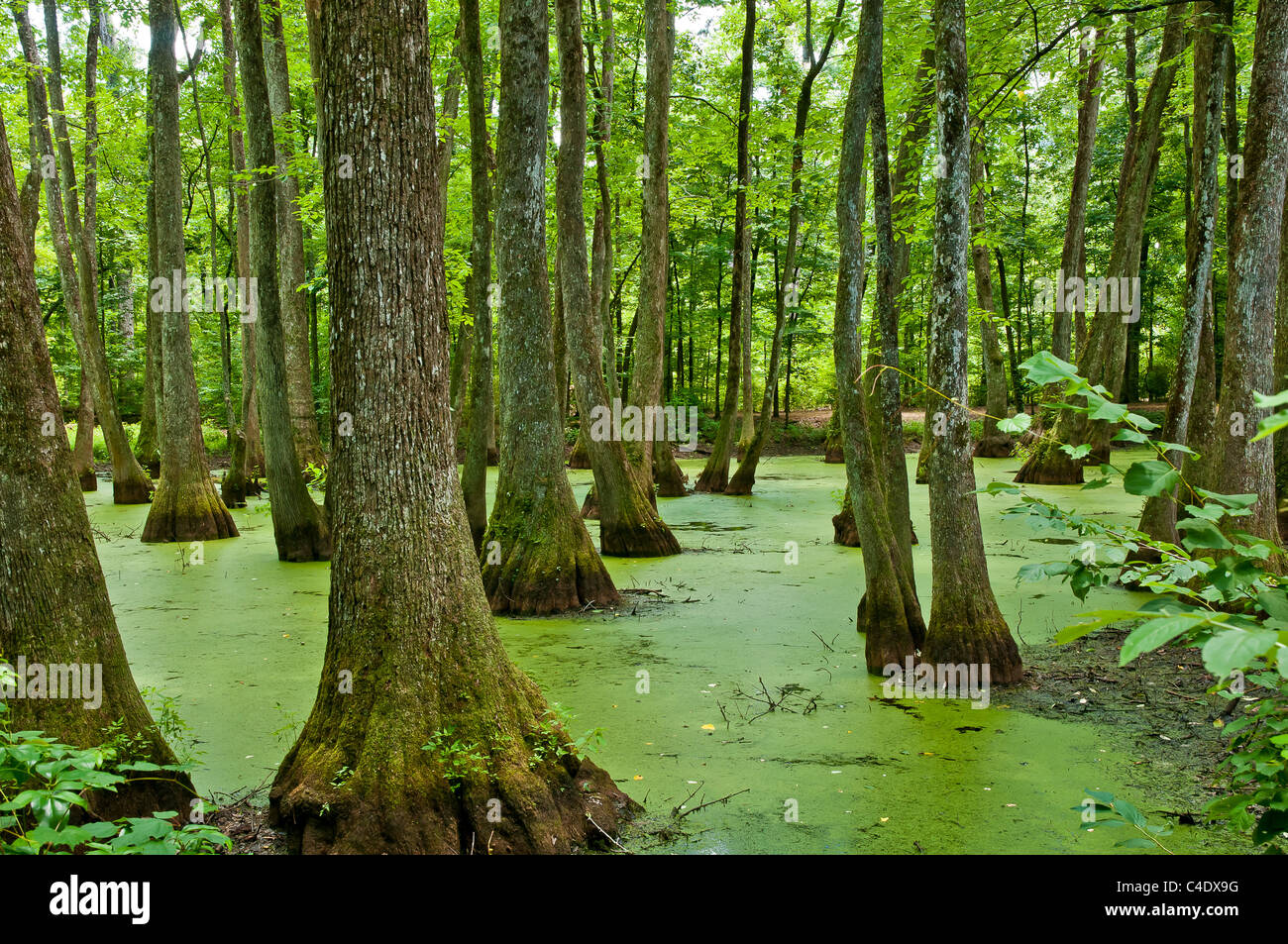 CypressTupelo Swamp in Mississippi on the Natchez Trace Parkway Stock