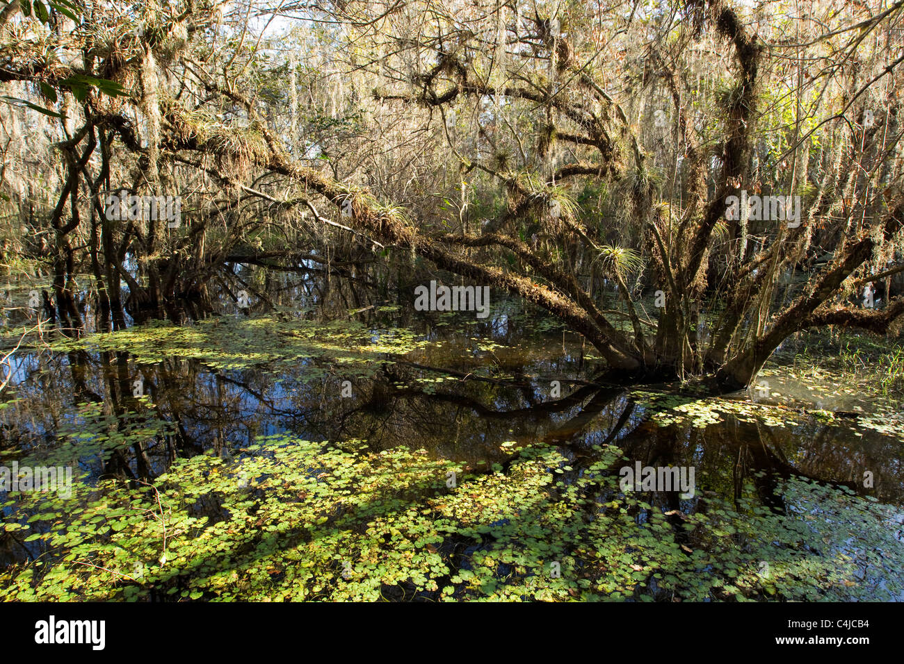 Bald cypress trees in Florida swamp, Everglades, Big Cypress National