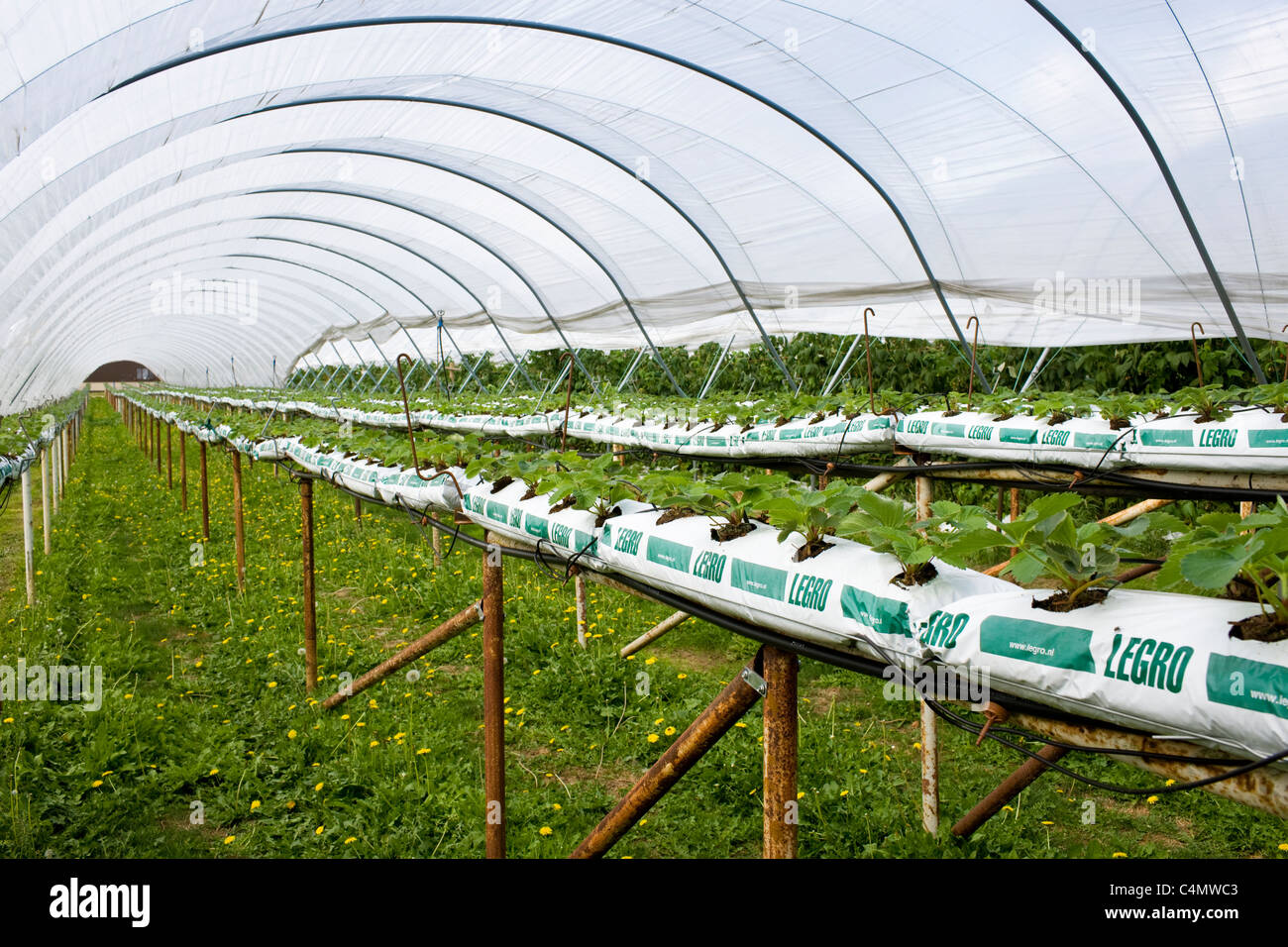 Strawberry plants growing in compost in a polythene fruit tunnel in