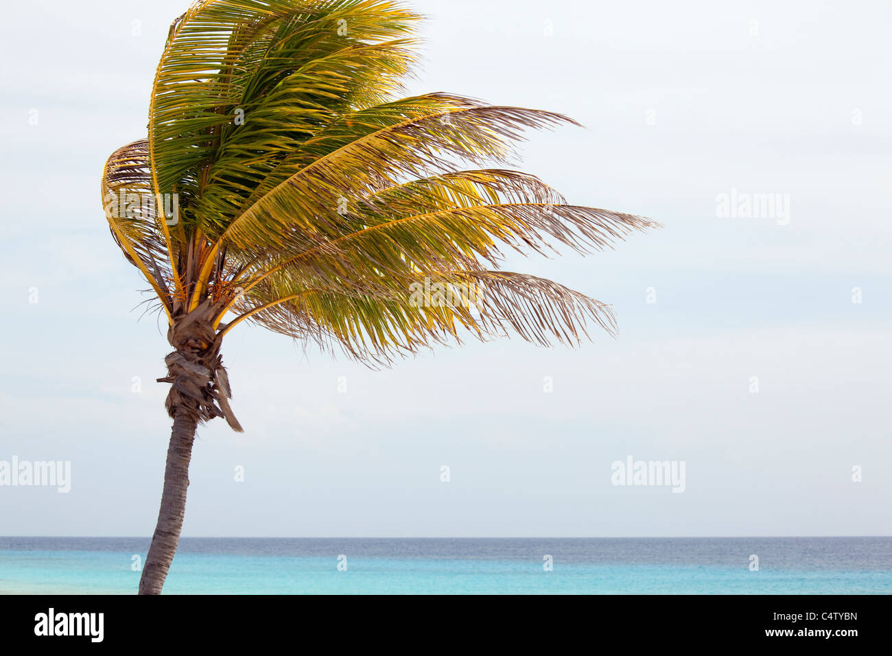Palm tree at Bonaire, a Caribbean island, part of the Dutch Antilles