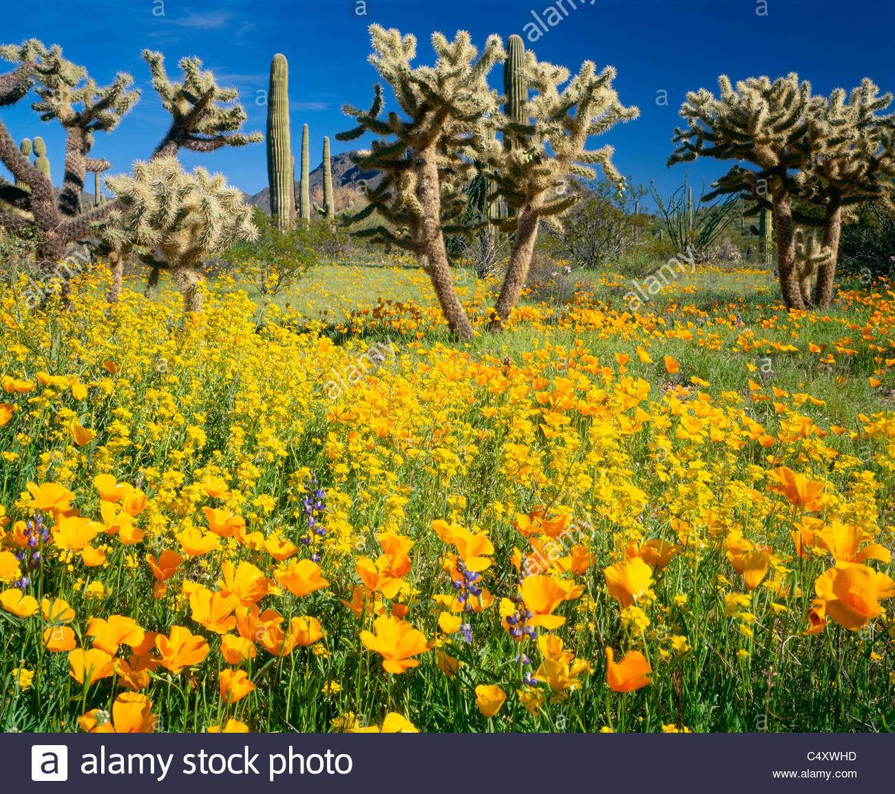 Mexican gold poppies, cholla cactus and saguaro cactus "Sonoran Stock Photo, Royalty Free Image