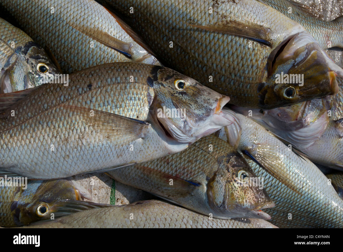 Catch of the day Negombo Fish Market Sri Lanka Stock Photo, Royalty