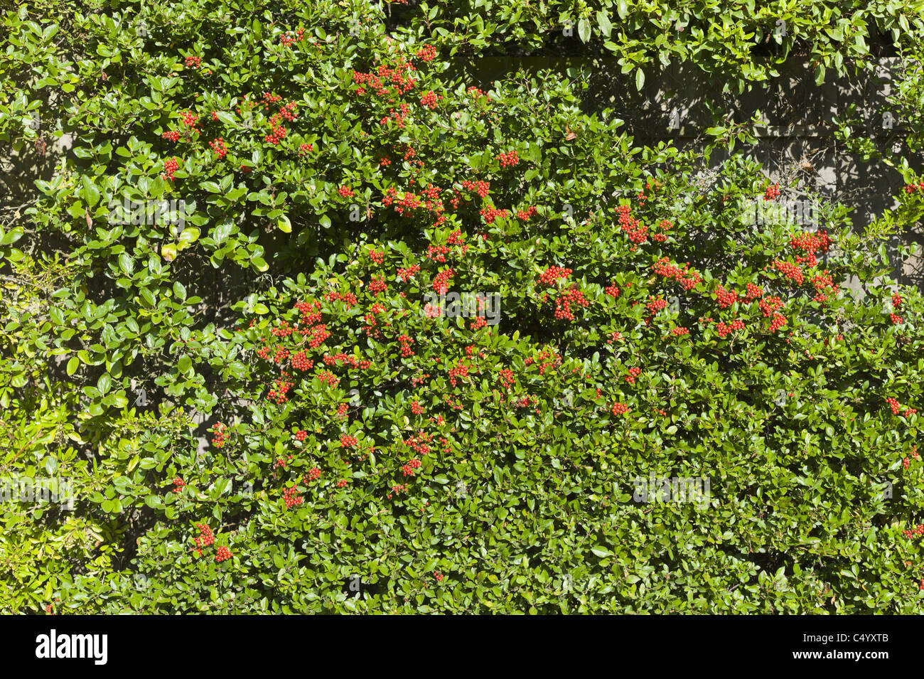 hedge red berries stock photo royalty free image 37493131 alamy hedge red berries stock photo royalty free image 37493131 alamy
