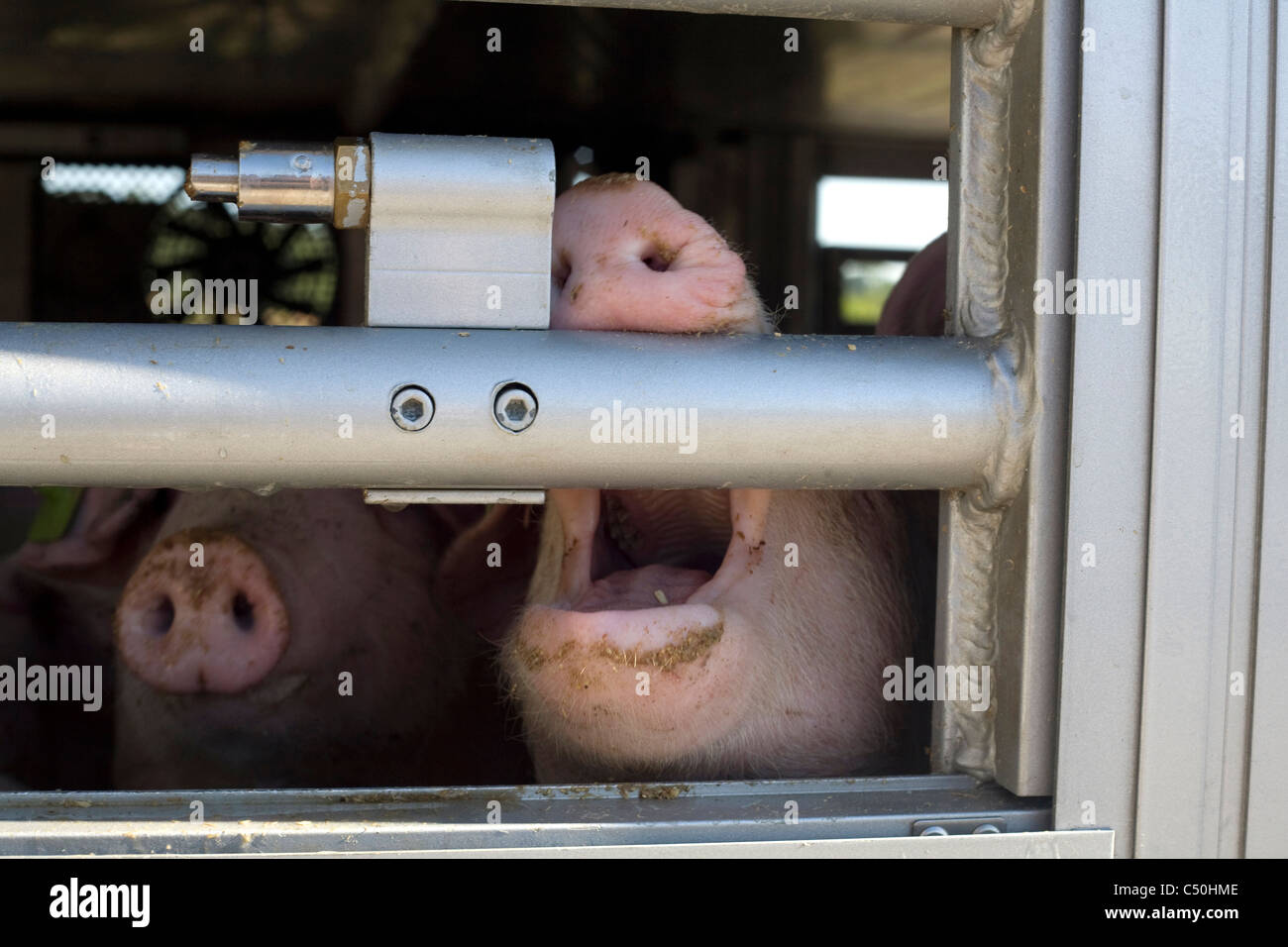 Pigs Transport Stock Photo, Royalty Free Image 37507918 Alamy