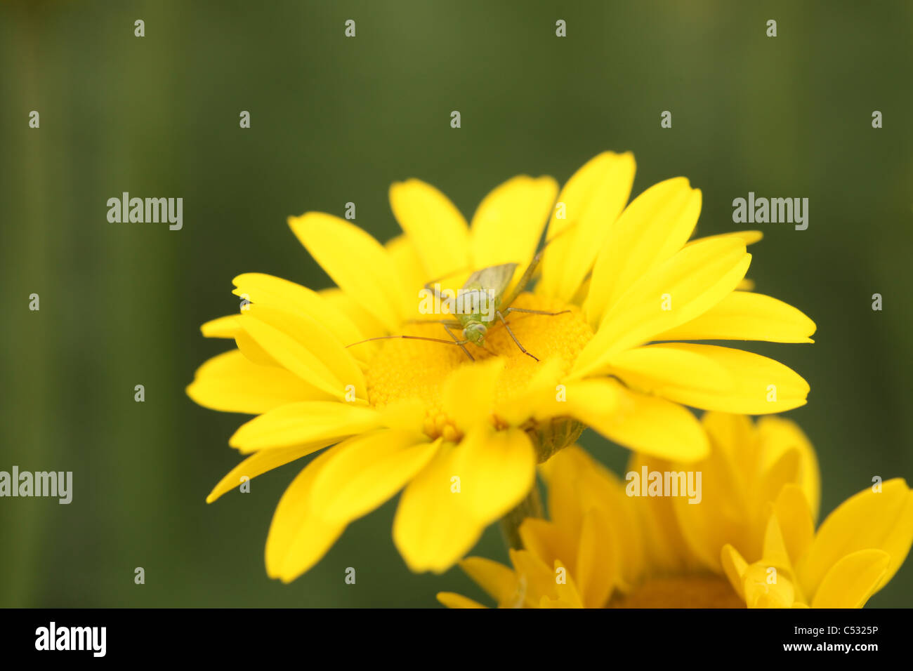 Common Yellow Garden Flowers common green capsid bug (lygocoris pabulinus) on a yellow daisy Common Yellow Garden Flowers common green capsid bug (lygocoris pabulinus) on a yellow daisy
