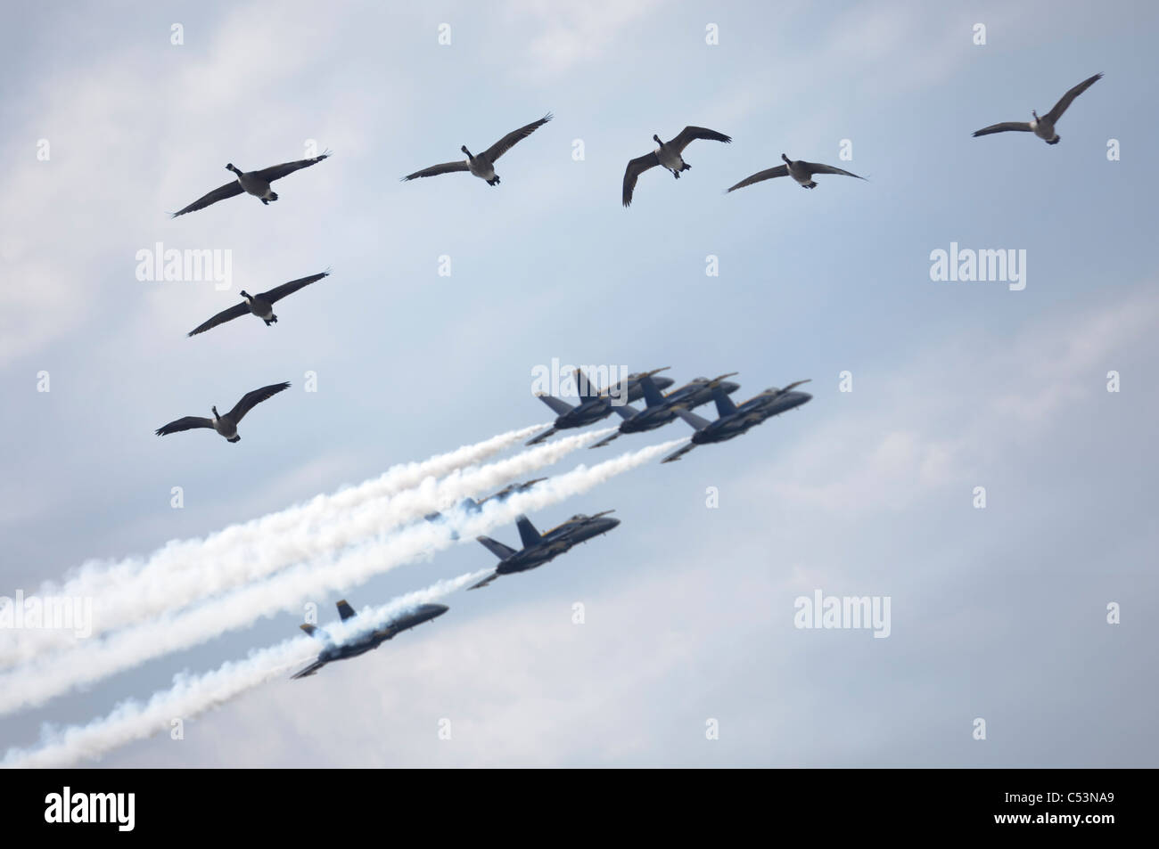 Flock of Canada geese and a formation of jet planes flying by during
