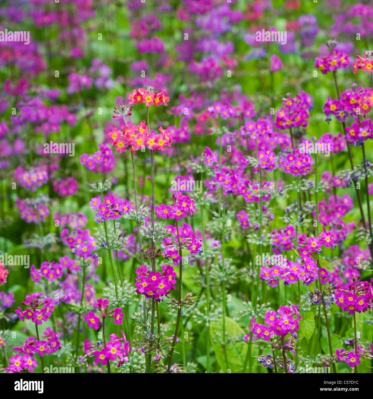 Candelabra primrose Primula Stock Photo, Royalty Free Image 37657912