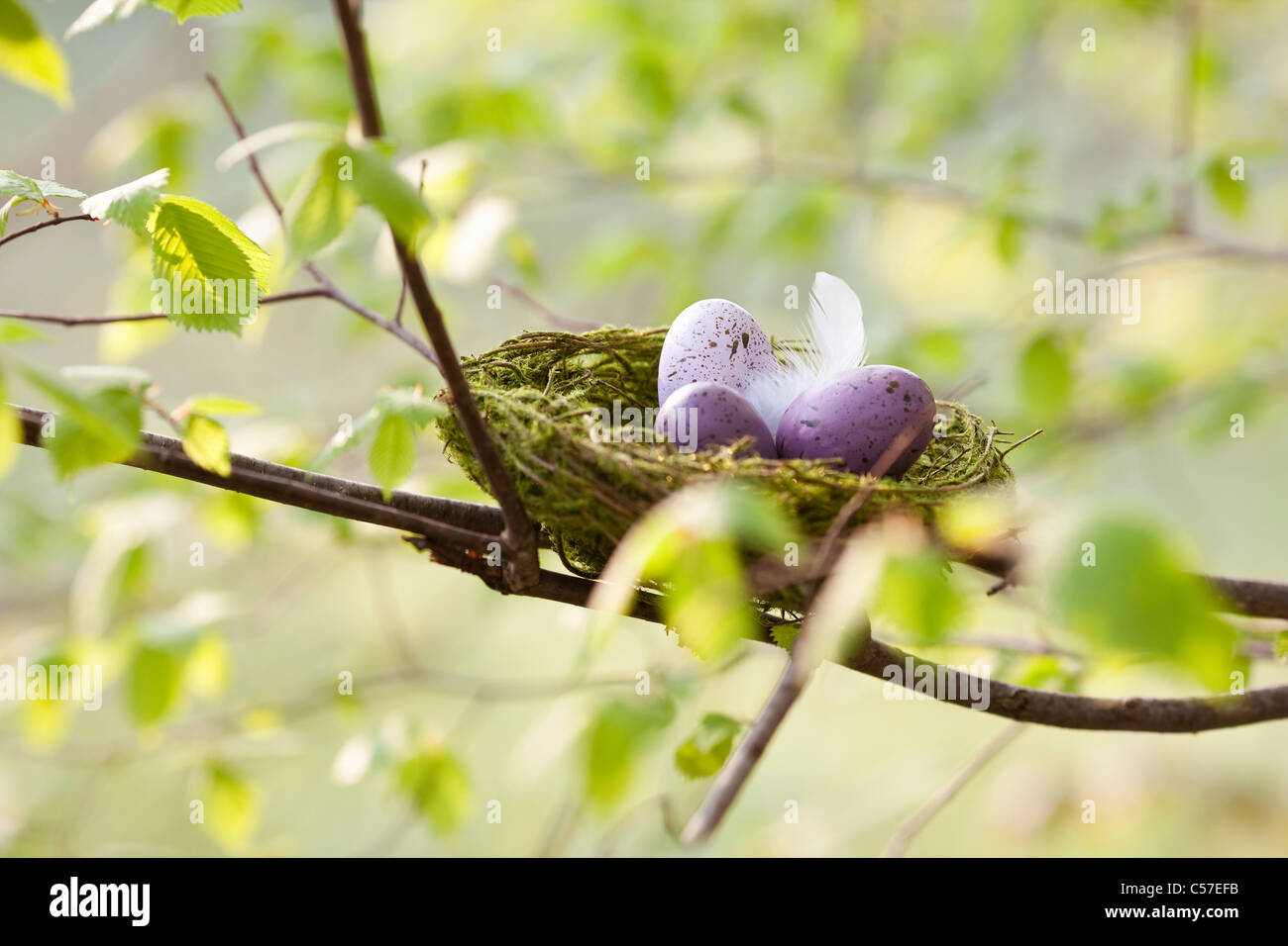 Speckled Eggs In Birds Nest Stock Photo Alamy