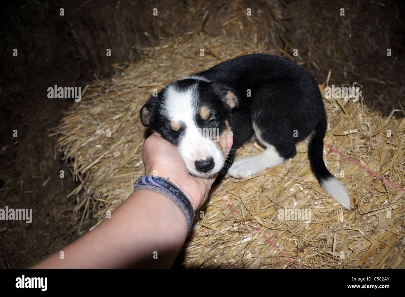 feeding 4 week puppies 6 week stock photos 6 week stock images alamy repair wiring scheme feeding 4 week puppies 6 week stock photos 6 week stock images alamy repair wiring scheme