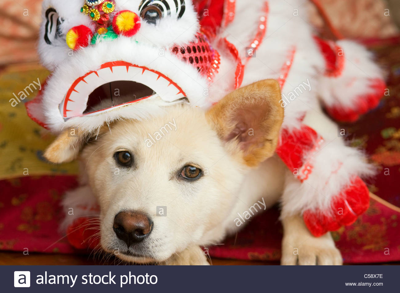 A Shiba Inu mixed breed puppy wearing a Chinese New Year dragon Stock Photo, Royalty Free Image