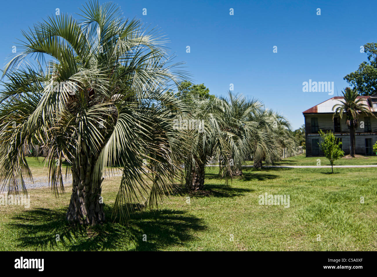 Palm trees on a plantation near New Orleans, Louisiana, USA Stock Photo