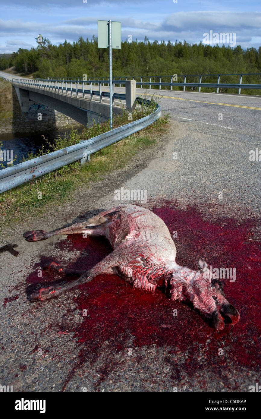 Deer road accidents essay