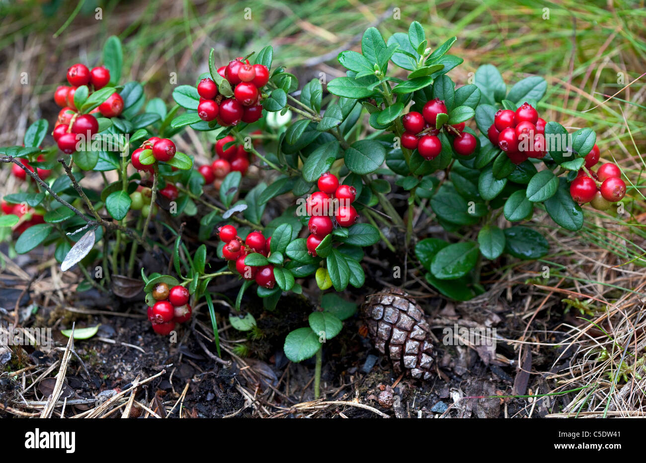 Closeup of a lingonberry bush Stock Photo, Royalty Free Image