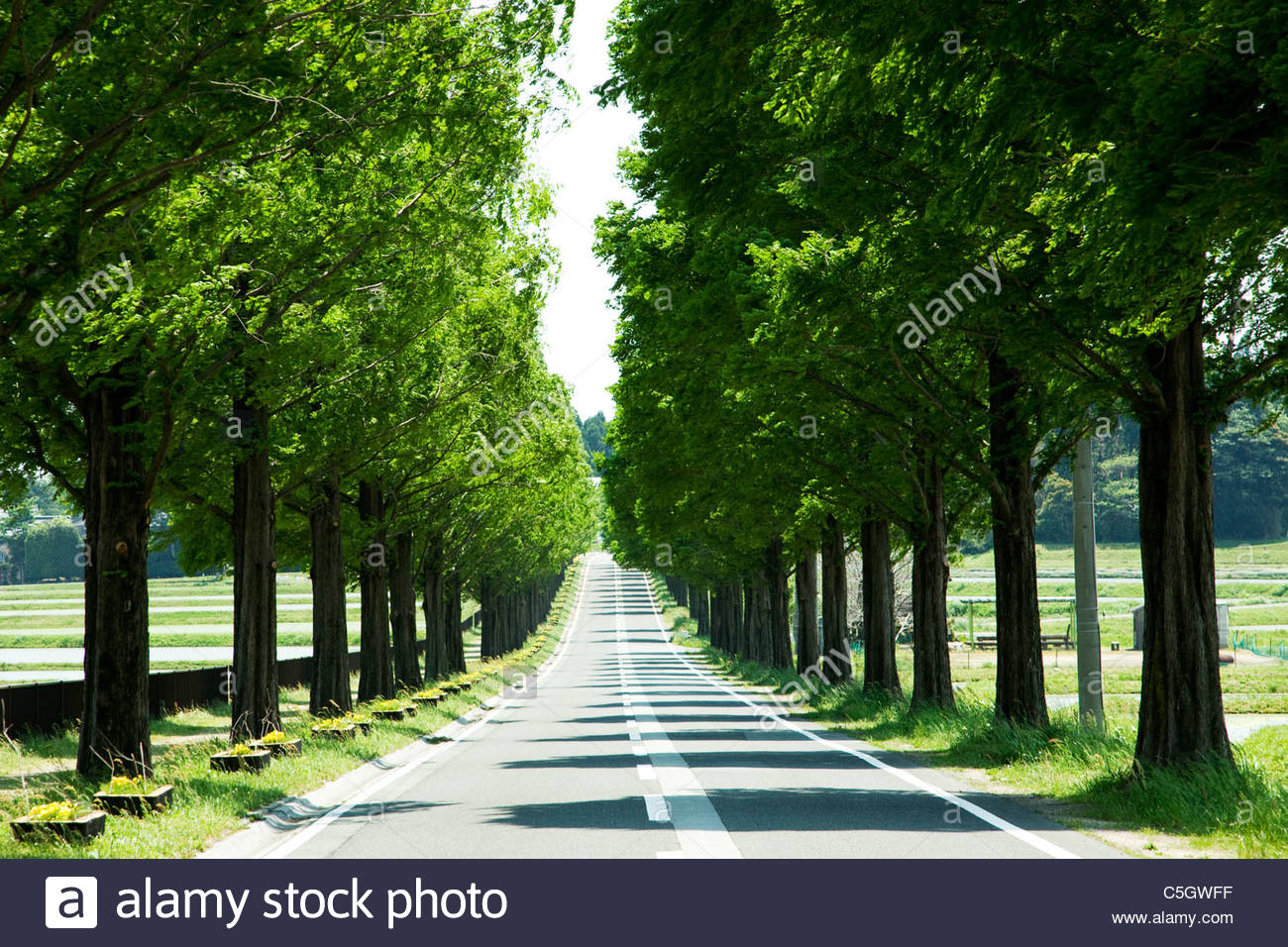 Straight Road Roadside Stock Photos for Straight Road With Trees
45ifm Straight Road Roadside Stock Photos for Straight Road With Trees
45ifm
