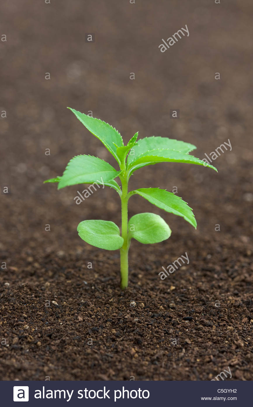 Rose balsam, Leaf, sprout Stock Photo, Royalty Free Image 37866894 Alamy