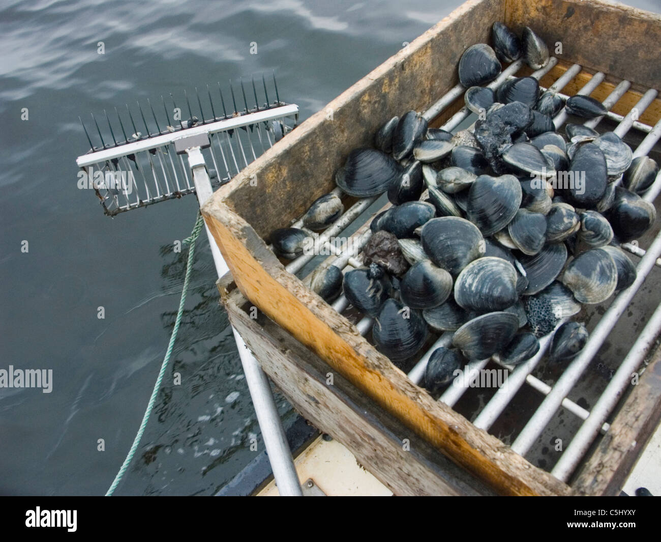 Quahoger (shellfisherman) Bill Bergan at work raking for clams in Stock