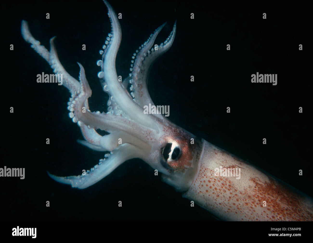 Longfin Inshore Squid (Loligo pealeii), also known as the Atlantic ...