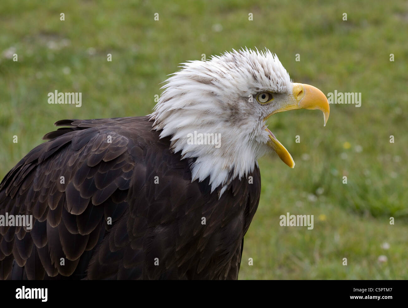 Haliaeetus Leucocephalus A Close Up Side View Of A Bald Eagle With Its