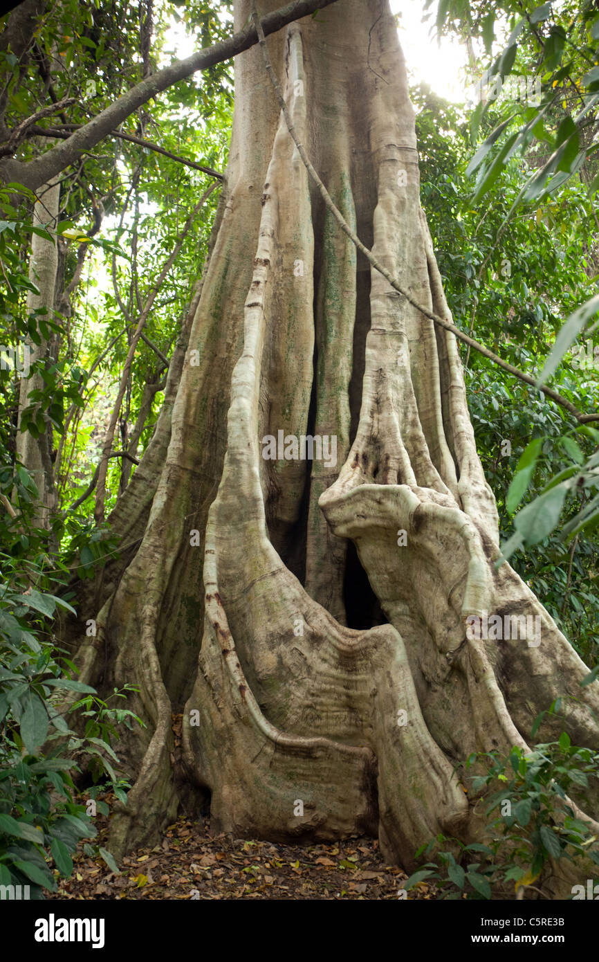 Tropical And Trunk Big Tree Trunk And Roots In Tropical Rainforest Kaeng